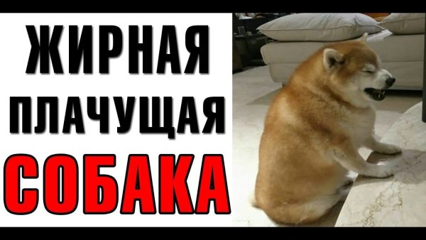 Толстые собаки