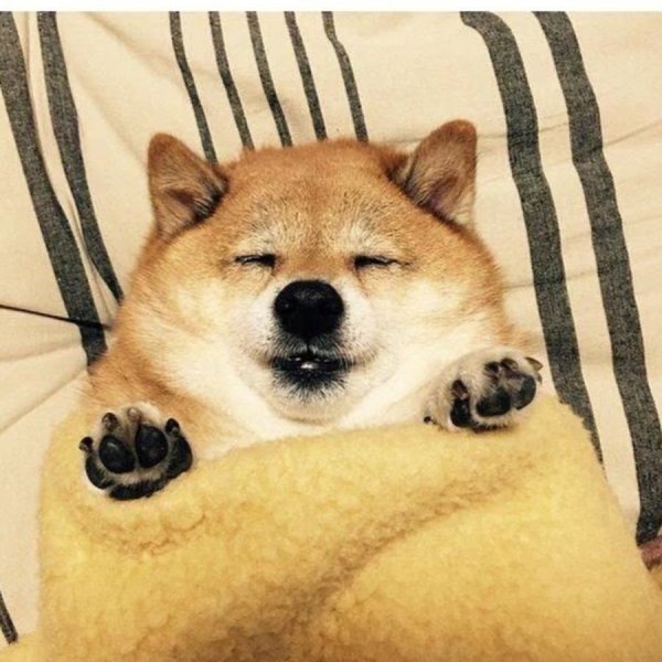 Сиба ину доги