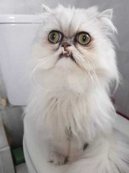 Кот Персидская шиншилла Вилфред