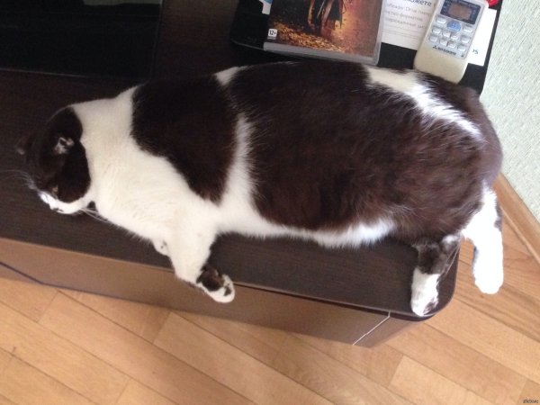 Очень толстый кот