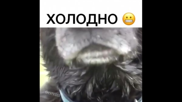 Собака стучит зубами от холода видео