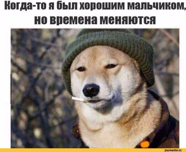 Собака Мем