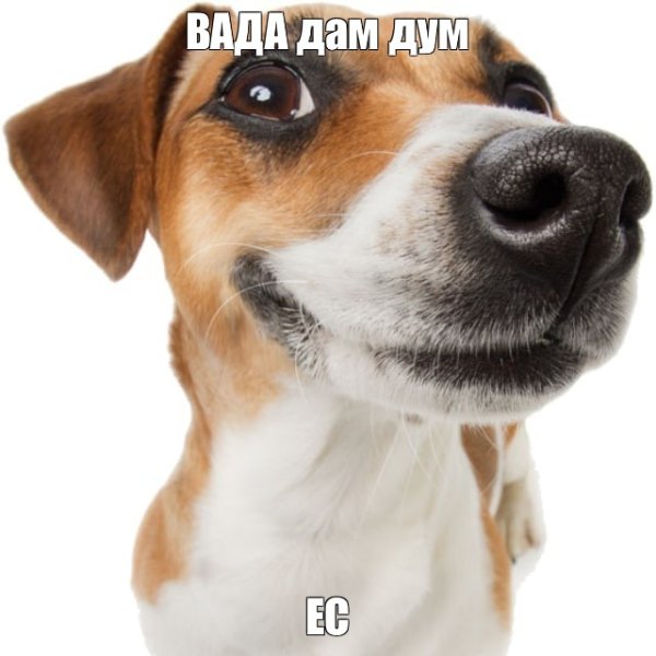 Джек Рассел улыбается