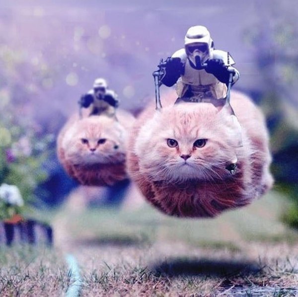 Боевые коты