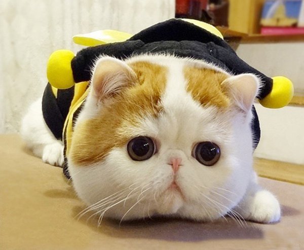 Коты экзоты Снупи