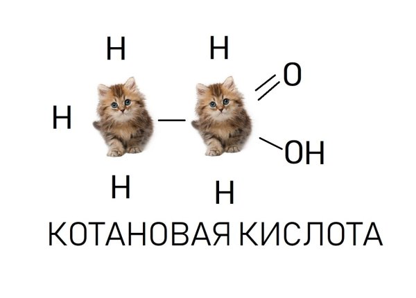 Кот Мем