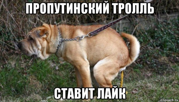 Мемы про собаку сутулую