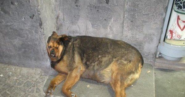 Жирная немецкая овчарка