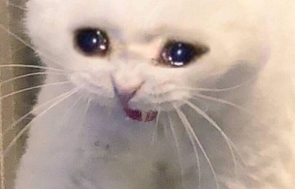 Плачущий кот с открытым ртом