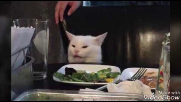Кот за столом