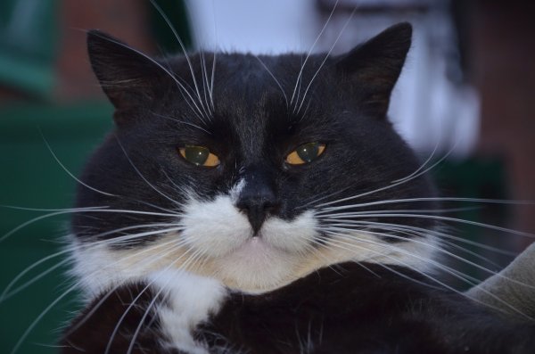 Котик черно белый