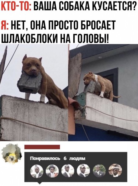Ваша собака кусается нет она кидает шлакоблоки