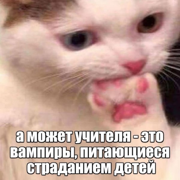 Стресс Мем кот