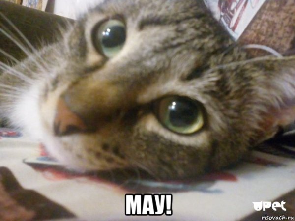 Дневник Барсика