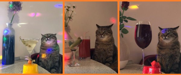 Кот с бокалом