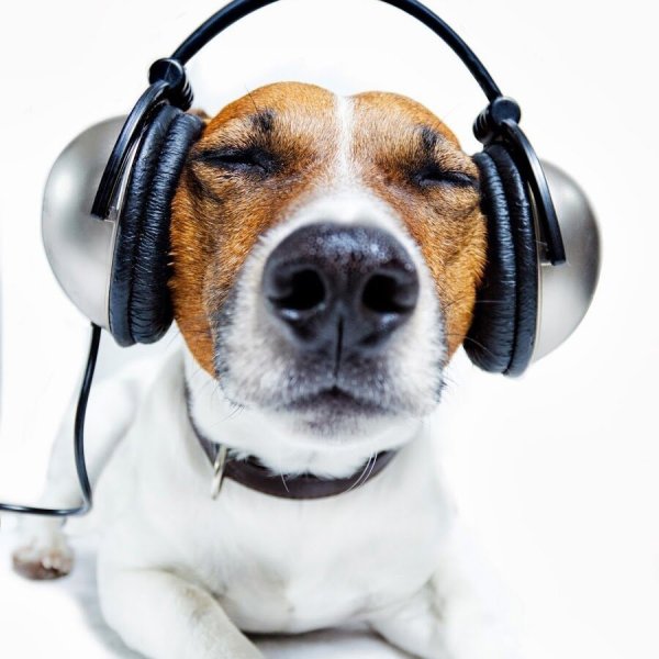 Собачьи наушники