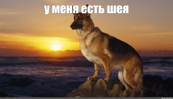 Макс собака Мем