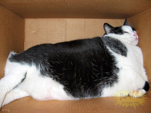 Жирный кот с надписью