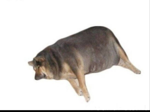 С жирной собакой