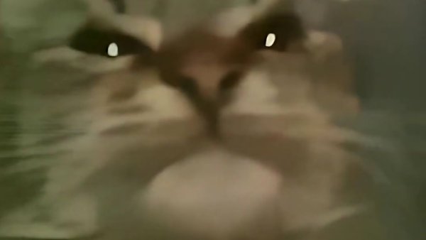 Кит ты маму мав