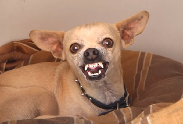 Чихуахуа злмтца