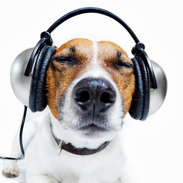Собака в наушниках