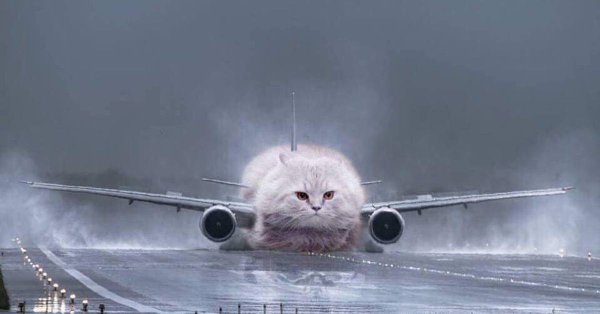 Кот в самолете Мем