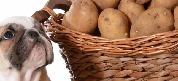 Картофель щенку