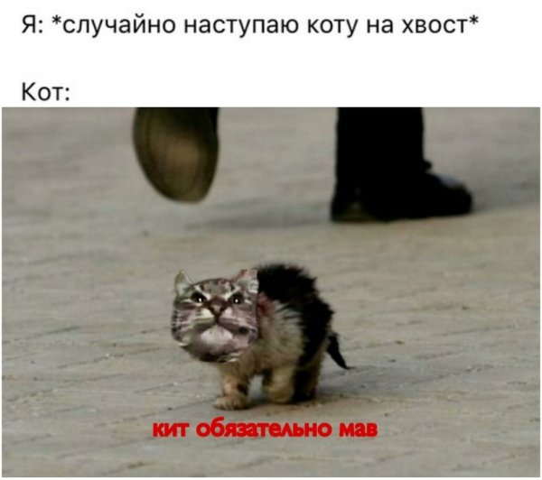 Кит ТФ маму мав