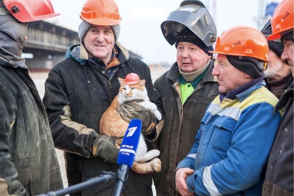 Котик в каске на заводе