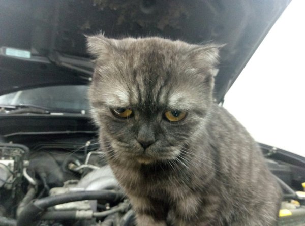 Кот чинит машину