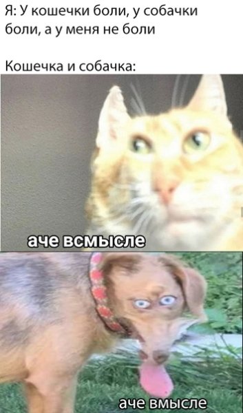 У кошки Болид у собачки Болид