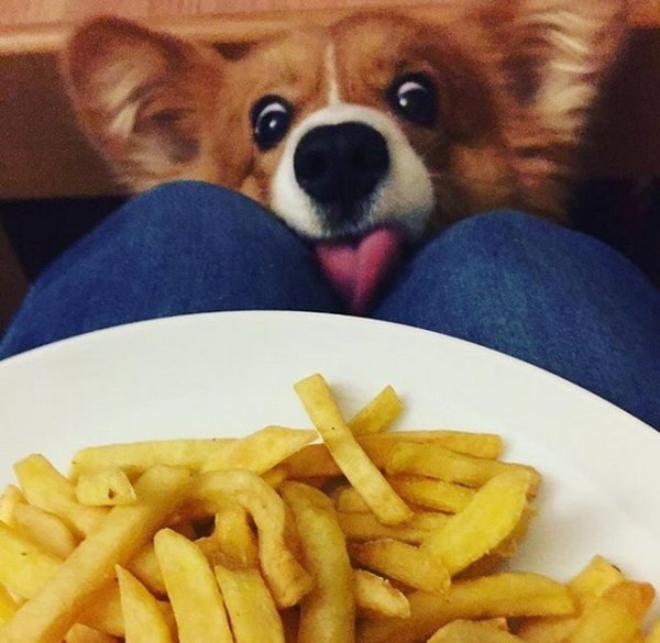 Кот картошка фри