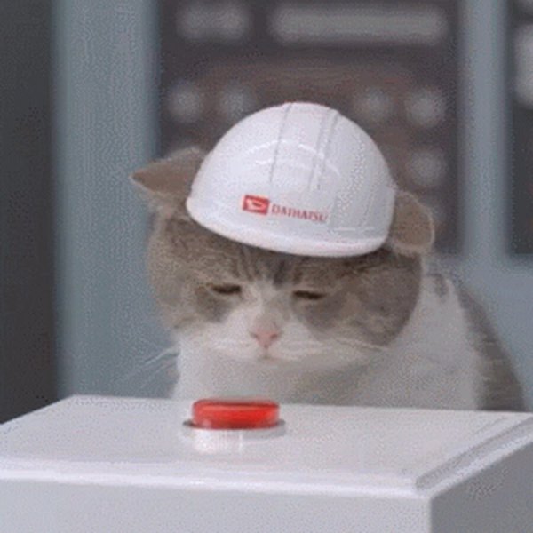 Кот в каске с кнопкой