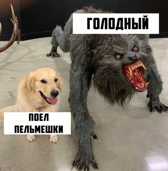 Мем с собакой и злой собакой