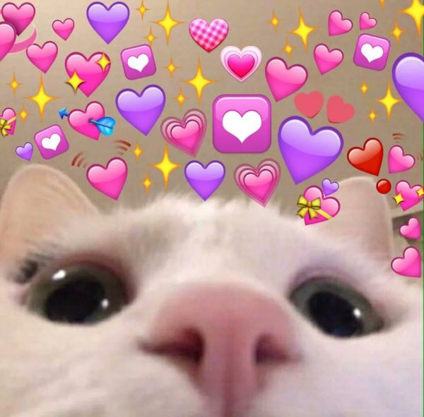 Кот с сердечками