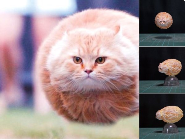 Шарообразный котик