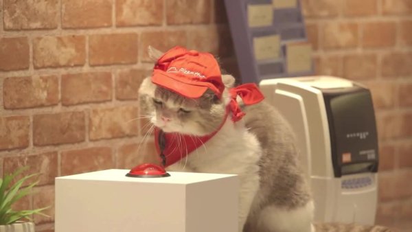 Кот нажимает на кнопку гиф