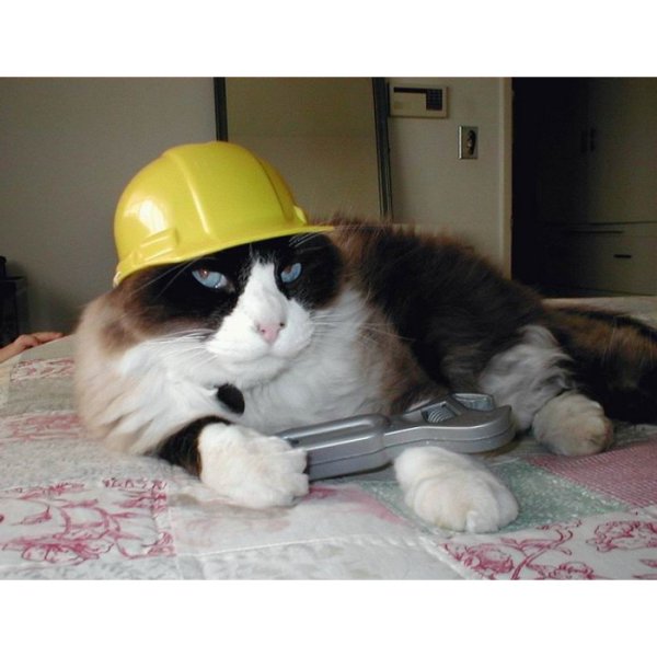 Котик Строитель в каске
