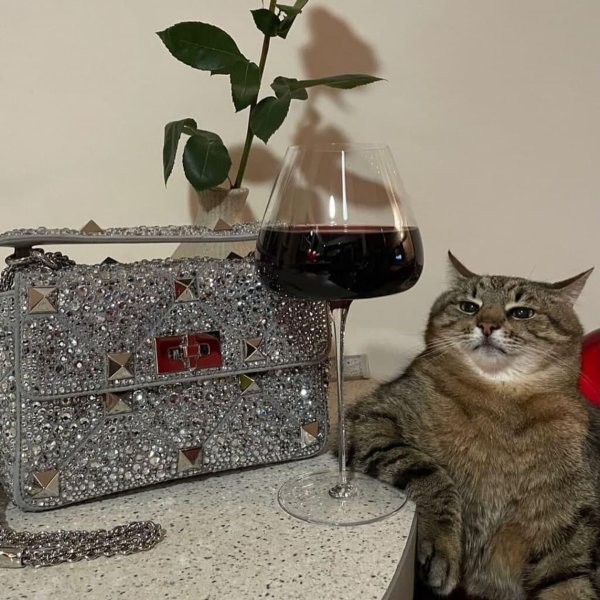 Кот Степан с вином