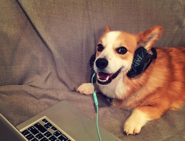 Корги с наушниками