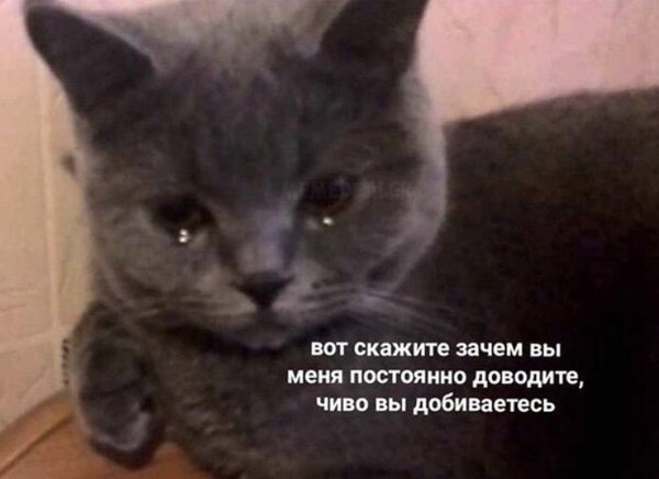 Коты для важных переговоров