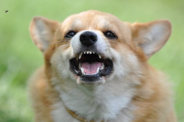 Вельш корги пемброк злой