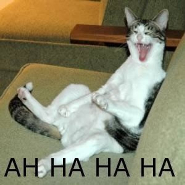 Кот ха ха ха