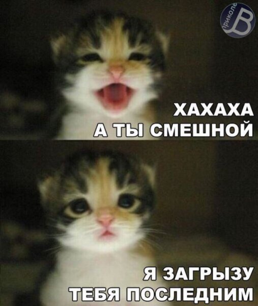 Коты мемы