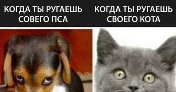 Когда ругаешь собаку и кота