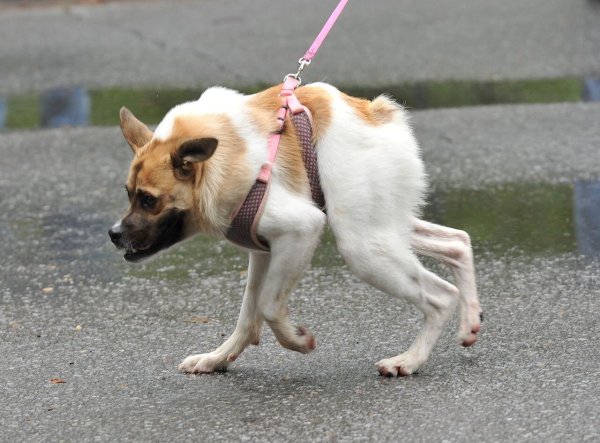 Сутулая овчарка Квазимодо