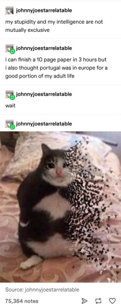 Котик распадается