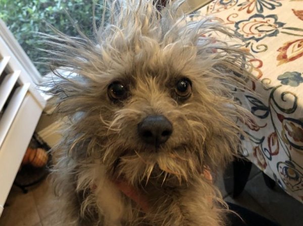 Лохматая собачка