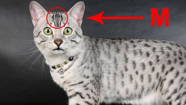 Коты породы Египетский МАУ